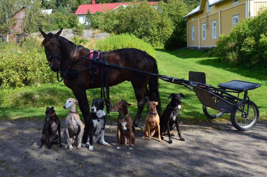 lemmikkihoitola Lieto,koirahoitola Liedossa,majoitus koiralle Liedossa,koiranhoito maalla,häkitön koirahoitola,hoitopaikka koiralle,kissahoitola Lieto,jyrsijän hoitopaikka,eläinhoitola Varsinais-Suomi,kotimainen lemmikkihoitola,koirien majoituspalvelu,koiran maalaishoitola