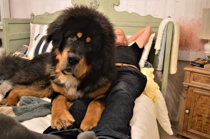 lemmikkihoitola Lieto,koirahoitola Liedossa,majoitus koiralle Liedossa,koiranhoito maalla,häkitön koirahoitola,hoitopaikka koiralle,kissahoitola Lieto,jyrsijän hoitopaikka,eläinhoitola Varsinais-Suomi,kotimainen lemmikkihoitola,koirien majoituspalvelu,koiran maalaishoitola