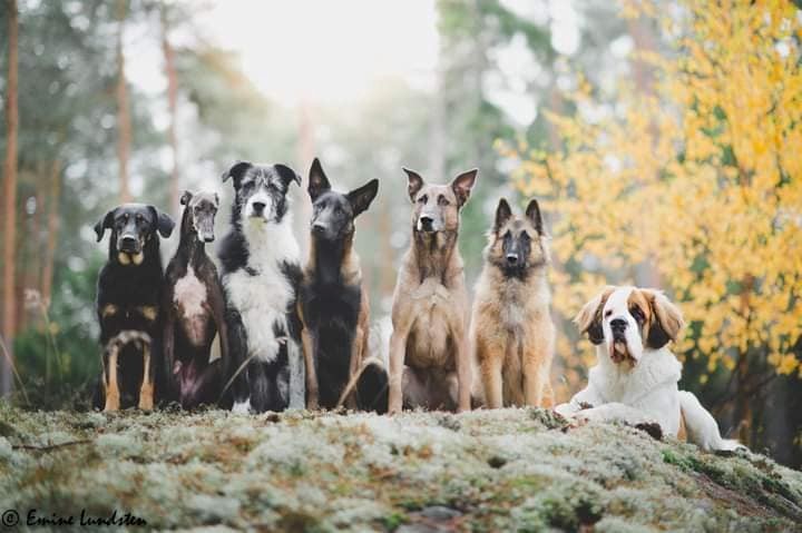 lemmikkihoitola Lieto,koirahoitola Liedossa,majoitus koiralle Liedossa,koiranhoito maalla,häkitön koirahoitola,hoitopaikka koiralle,kissahoitola Lieto,jyrsijän hoitopaikka,eläinhoitola Varsinais-Suomi,kotimainen lemmikkihoitola,koirien majoituspalvelu,koiran maalaishoitola
